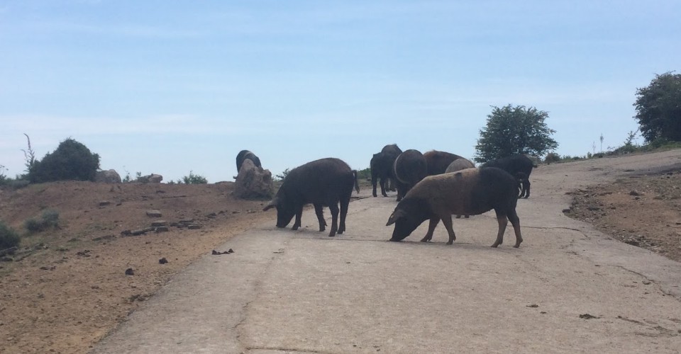 Une échappée qui n'ira pas loin !