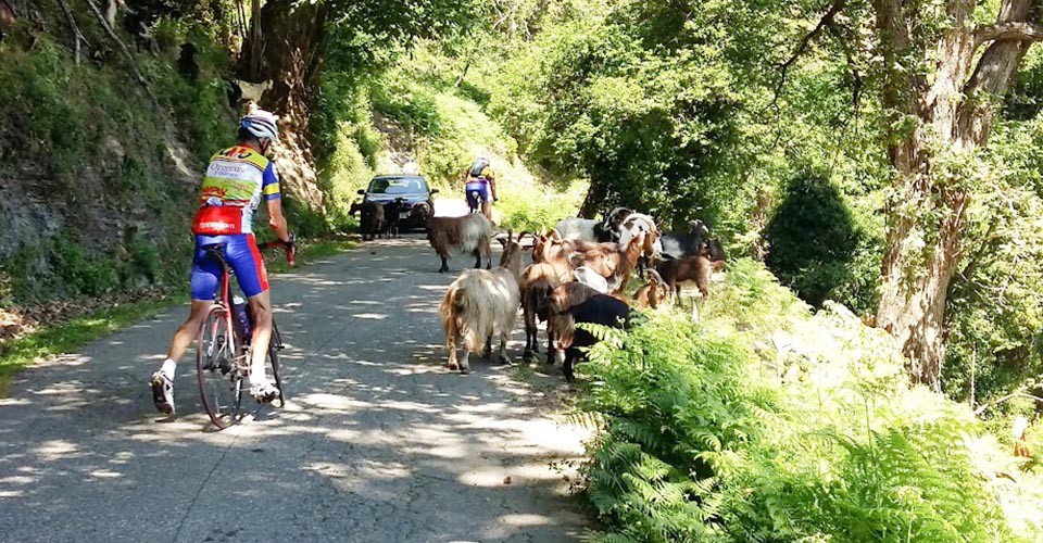 Daniel a du mal avec son troupeau