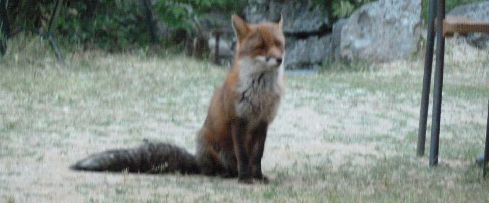 Alors qu'est-ce-qu'on mange, ce soir ? Ah, le malin singe !
