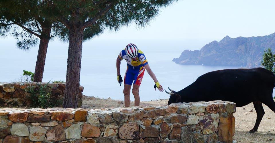  Elle porte haut ses cornes en lyres. Mais elle n'est pas si vache que ça. Daniel n'a rien à craindre