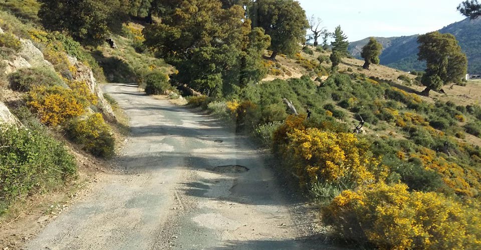 Des nids de dinosaures. Si, ça pond !