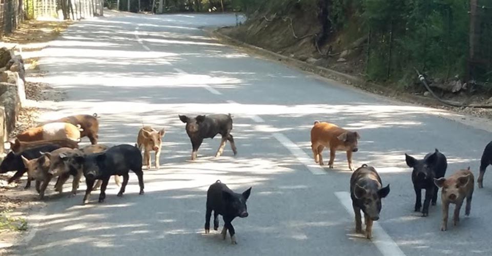 Comme à l'UVO, ils n'ont pas tous le même maillot !!!