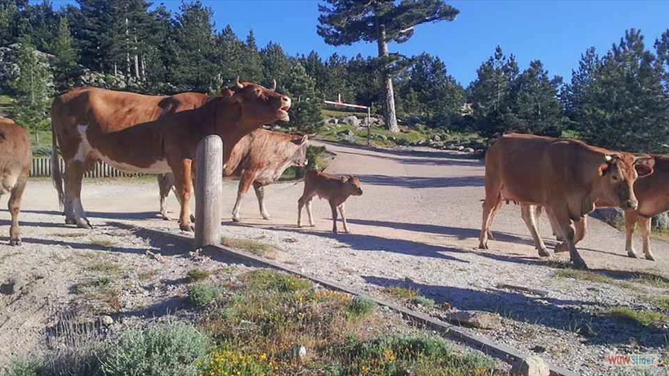 37__prudence_en_traversant,_avec_tous_ces_cyclistes_!