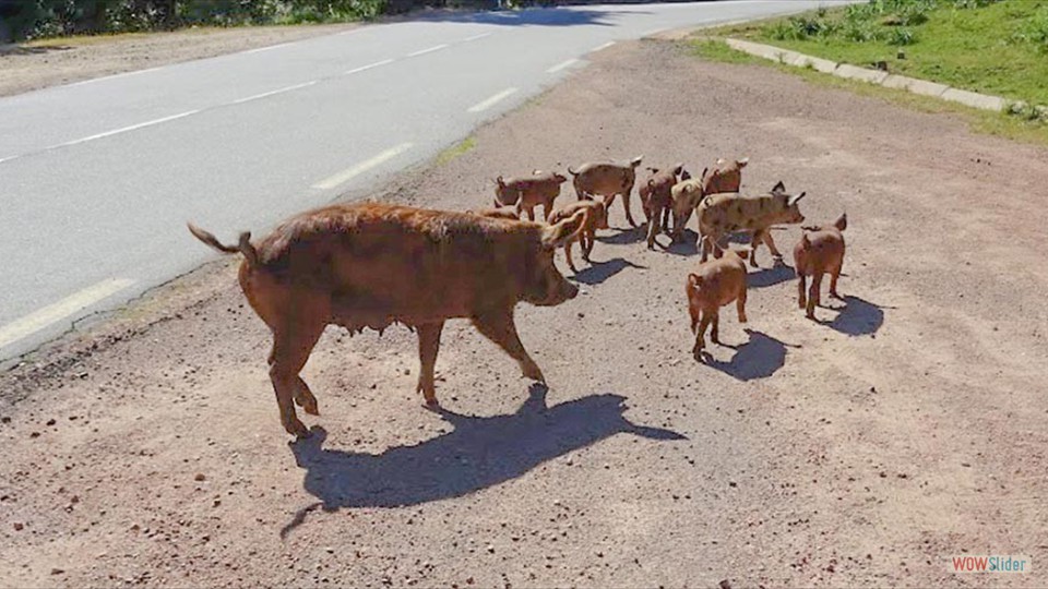 6__allez_les_enfants,_en_rang_!