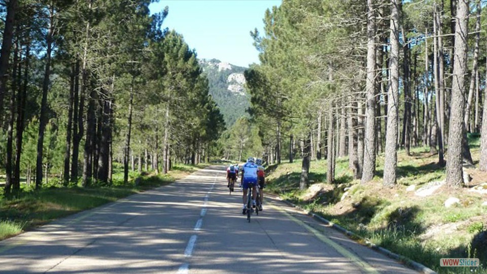 4__descente_de_lospedale_et_pins_laricio