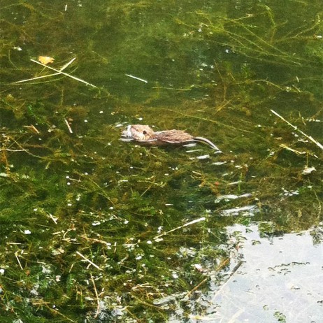 39 – Au fil de l’eau