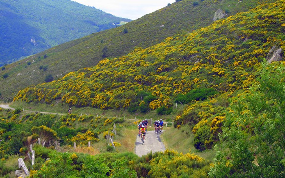 Les fleurs de l'Ardèche sauvage